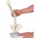 Mini Vertebral Column on Stand - Flexible - 3B Smart Anatomy