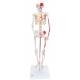 Mini Skeleton with Painted Muscles on Pelvic Mounted Base - 3B Smart Anatomy