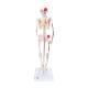 3B Scientific A18-5 Mini Skeleton with Painted Muscles on Pelvic Mounted Base - 3B Smart Anatomy