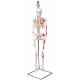 Mini Skeleton with Painted Muscles on Hanging Stand - 3B Smart Anatomy