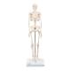 3B Scientific A18 Mini Skeleton - Mounted on Base - 3B Smart Anatomy
