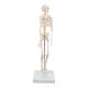 3B Scientific A18 Mini Skeleton - Mounted on Base - 3B Smart Anatomy