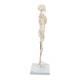 3B Scientific A18 Mini Skeleton - Mounted on Base - 3B Smart Anatomy