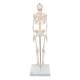 3B Scientific A18 Mini Skeleton - Mounted on Base - 3B Smart Anatomy