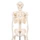 3B Scientific A18 Mini Skeleton - Mounted on Base - 3B Smart Anatomy