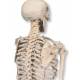 Mini Skeleton - Mounted on Base - 3B Smart Anatomy