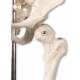 Mini Skeleton - Mounted on Base - 3B Smart Anatomy