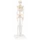 Mini Skeleton - Mounted on Base - 3B Smart Anatomy