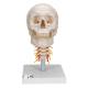 3B Scientific A20-1 Human Skull with Cervical Vertebrae (4-Part) - 3B Smart Anatomy