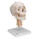 3B Scientific A20-1 Human Skull with Cervical Vertebrae (4-Part) - 3B Smart Anatomy