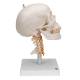 3B Scientific A20-1 Human Skull with Cervical Vertebrae (4-Part) - 3B Smart Anatomy
