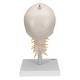 3B Scientific A20-1 Human Skull with Cervical Vertebrae (4-Part) - 3B Smart Anatomy