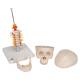 3B Scientific A20-1 Human Skull with Cervical Vertebrae (4-Part) - 3B Smart Anatomy