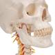 3B Scientific A20-1 Human Skull with Cervical Vertebrae (4-Part) - 3B Smart Anatomy