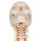 3B Scientific A20-1 Human Skull with Cervical Vertebrae (4-Part) - 3B Smart Anatomy