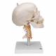 3B Sicentific A20-1 Human Skull with Cervical Vertebrae (4-Part)