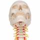 3B Sicentific A20-1 Human Skull with Cervical Vertebrae (4-Part)