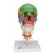 3B Scientific A20-2 Didactic Skull on Cervical Spine (4-Part) - 3B Smart Anatomy