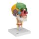 3B Scientific A20-2 Didactic Skull on Cervical Spine (4-Part) - 3B Smart Anatomy