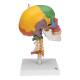 3B Scientific A20-2 Didactic Skull on Cervical Spine (4-Part) - 3B Smart Anatomy