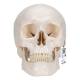 3B Scientific A20-9 Classic 3-Part Human Skull with 5-Part Brain - 3B Smart Anatomy