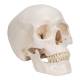 3B Scientific A20-9 Classic 3-Part Human Skull with 5-Part Brain - 3B Smart Anatomy
