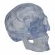 3B Scientific A20-TClassic Human Skull - Transparent (3-Part