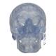 3B Scientific A20-T Classic Human Skull - Transparent (3-Part) - 3B Smart Anatomy