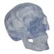3B Scientific A20-T Classic Human Skull - Transparent (3-Part) - 3B Smart Anatomy