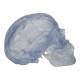 3B Scientific A20-T Classic Human Skull - Transparent (3-Part) - 3B Smart Anatomy