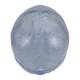 3B Scientific A20-T Classic Human Skull - Transparent (3-Part) - 3B Smart Anatomy
