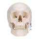 3B Scientific A20 Classic Human Skull (3-Part) - 3B Smart Anatomy