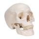 3B Scientific A20 Classic Human Skull (3-Part) - 3B Smart Anatomy