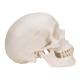 3B Scientific A20 Classic Human Skull (3-Part) - 3B Smart Anatomy