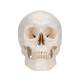 Classic Human Skull (3-Part) - 3B Smart Anatomy