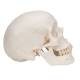 3B Scientific A20 Classic Human Skull (3-Part)