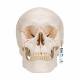 3B Scientific A21 Classic Human Skull (3-Part) - 3B Smart Anatomy
