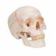 3B Scientific A21 Classic Human Skull (3-Part) - 3B Smart Anatomy