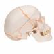 3B Scientific A21 Classic Human Skull (3-Part) - 3B Smart Anatomy