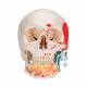 3B Scientific A22-1 Classic Painted Human Skull with Opened Lower Jaw (3-Part) - 3B Smart Anatomy