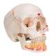 3B Scientific A22-1 Classic Painted Human Skull with Opened Lower Jaw (3-Part) - 3B Smart Anatomy