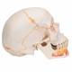 3B Scientific A22-1 Classic Painted Human Skull with Opened Lower Jaw (3-Part) - 3B Smart Anatomy