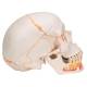 3B Scientific A22-1 Classic Painted Human Skull with Opened Lower Jaw (3-Part) - 3B Smart Anatomy