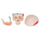 3B Scientific A22-1 Classic Painted Human Skull with Opened Lower Jaw (3-Part) - 3B Smart Anatomy