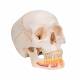 3B Scientific A22 Classic Human Skull with Opened Lower Jaw (3-Part) - 3B Smart Anatomy