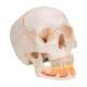 3B Scientific A22 Classic Human Skull with Opened Lower Jaw (3-Part) - 3B Smart Anatomy