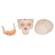 3B Scientific A22 Classic Human Skull with Opened Lower Jaw (3-Part) - 3B Smart Anatomy