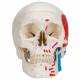 Classic Human Skull with Painted Musculature (3-Part) - 3B Smart Anatomy