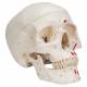 3B Scientific A23 Classic Human Skull with Painted Musculature (3-Part)