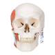 3B Scientific A24 TMJ Human Skull (2-Part) - 3B Smart Anatomy